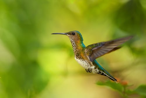 Hummingbird hovers among trees