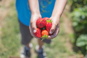 fresh-picked-strawberries