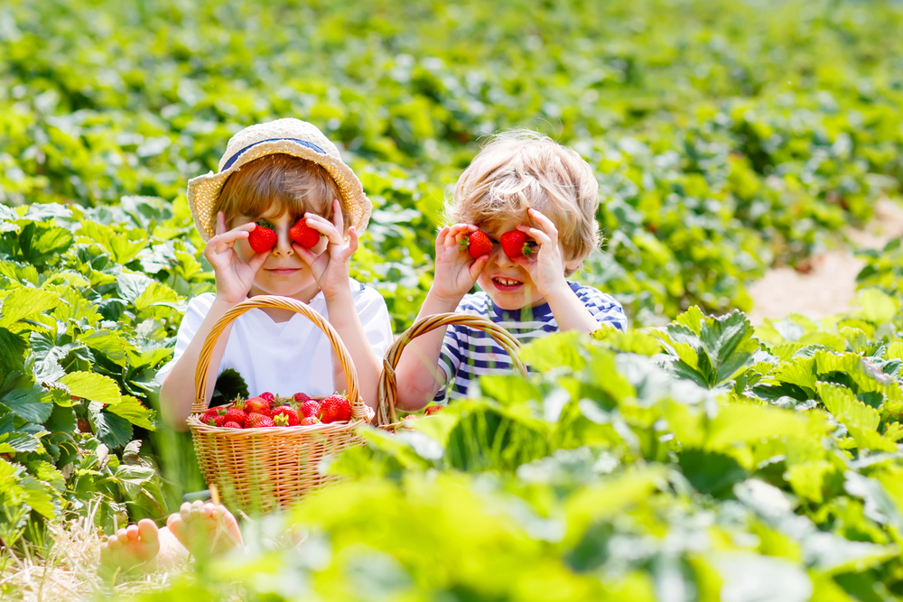 Kids-picking-strawberries